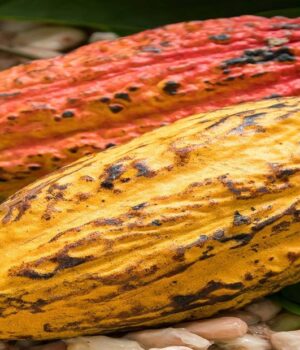 With West Africa cocoa under strain, can Brazil supply more to Switzerland?