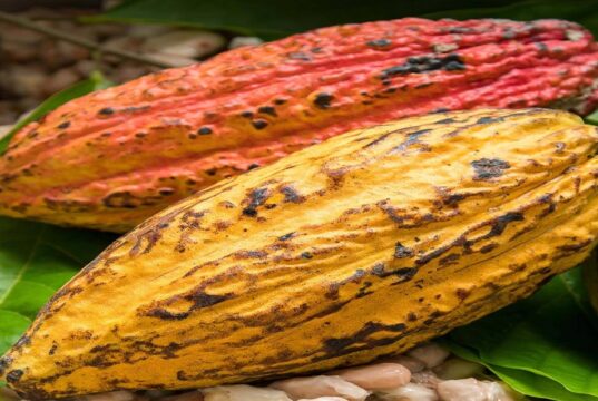 With West Africa cocoa under strain, can Brazil supply more to Switzerland?
