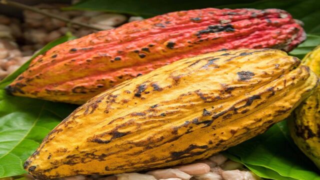 With West Africa cocoa under strain, can Brazil supply more to Switzerland