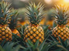 Dry Land of Burkina Faso Now Grows Pineapple Amid Authority’s Race for Self-Sufficiency