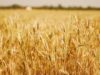 Nigeria’s Bold Digital Venture to Empower Farmers