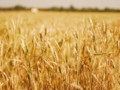 Nigeria’s Bold Digital Venture to Empower Farmers