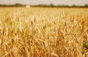 Nigeria’s Bold Digital Venture to Empower Farmers