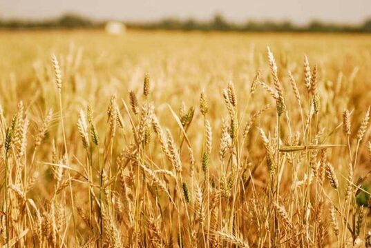 Nigeria’s Bold Digital Venture to Empower Farmers