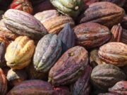Race Against the Clock: Delays and Regulations Threaten Ivory Coast’s Cocoa Surge