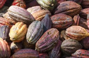 Race Against the Clock: Delays and Regulations Threaten Ivory Coast’s Cocoa Surge