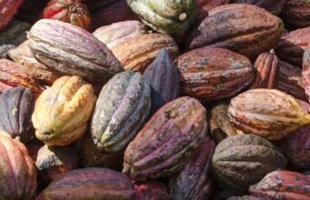 Race Against the Clock: Delays and Regulations Threaten Ivory Coast’s Cocoa Surge