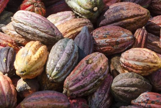 Race Against the Clock: Delays and Regulations Threaten Ivory Coast’s Cocoa Surge