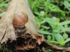 St. Vincent’s High-Stakes Battle Against Giant African Snail
