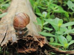 St. Vincent’s High-Stakes Battle Against Giant African Snail