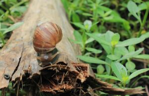 St. Vincent’s High-Stakes Battle Against Giant African Snail