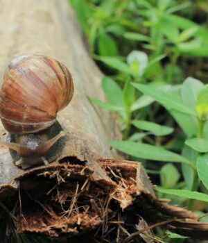 St. Vincent’s High-Stakes Battle Against Giant African Snail