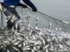 Fishmeal factories take Senegal’s fish from the dinner table