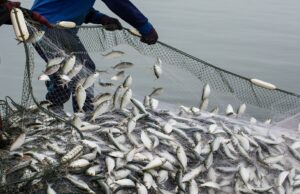 Fishmeal factories take Senegal’s fish from the dinner table