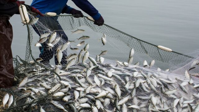 Fishmeal factories take Senegal’s fish from the dinner table