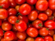 Ghana Turns to Evaporation to Keep Vegetable Harvests Fresh Without Power