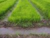 Ghana Turns to Irrigation to Lift Rice Output and Rein In Imports