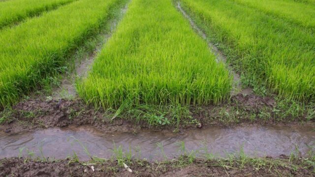 Ghana Turns to Irrigation to Lift Rice Output and Rein In Imports