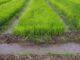 Ghana Turns to Irrigation to Lift Rice Output and Rein In Imports