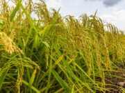 Ghana Wants Its Rice Farmers to Stop Watching the Sky
