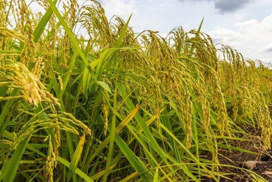 Ghana Wants Its Rice Farmers to Stop Watching the Sky
