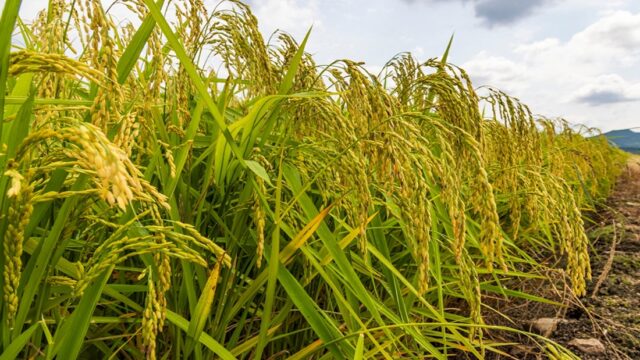 Ghana Wants Its Rice Farmers to Stop Watching the Sky