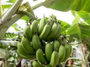 Ghana strengthens safeguards against banana bunchy top disease
