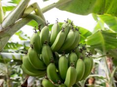 Ghana strengthens safeguards against banana bunchy top disease