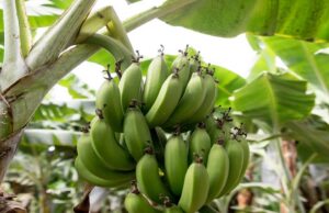 Ghana strengthens safeguards against banana bunchy top disease