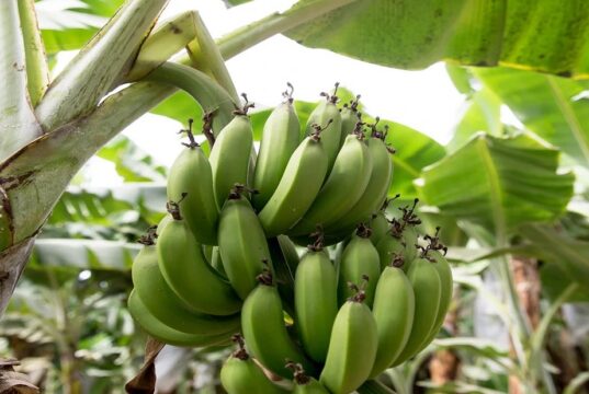 Ghana strengthens safeguards against banana bunchy top disease