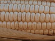Policy Clash: How Federal Grain Imports Derailed Oyo State’s Botswana Export Ambitions