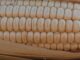 Policy Clash: How Federal Grain Imports Derailed Oyo State’s Botswana Export Ambitions