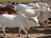 Senegal Tags Its Herds to Fight Theft Costing Farmers Millions