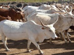 Senegal Tags Its Herds to Fight Theft Costing Farmers Millions