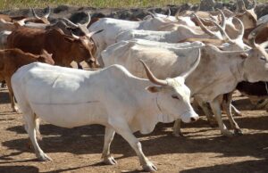 Senegal Tags Its Herds to Fight Theft Costing Farmers Millions