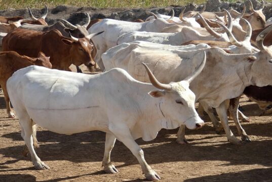 Senegal Tags Its Herds to Fight Theft Costing Farmers Millions