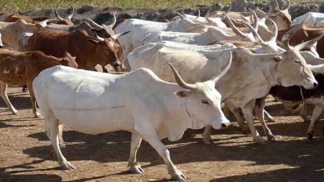 Senegal Tags Its Herds to Fight Theft Costing Farmers Millions